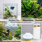 🎁⏰ Acuario Agua Verde y Eliminador de Musgo