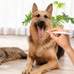 -50 % Solo hoy 🐶🐱 Pluma dental para perros y gatos