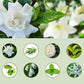 Difusor automático para aromaterapia